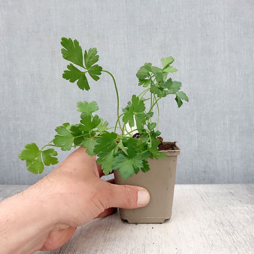 Prezzemolo Gigante d'Italia Vaso da Ø 10 cm/11 cm esemplare consegnato in primavera