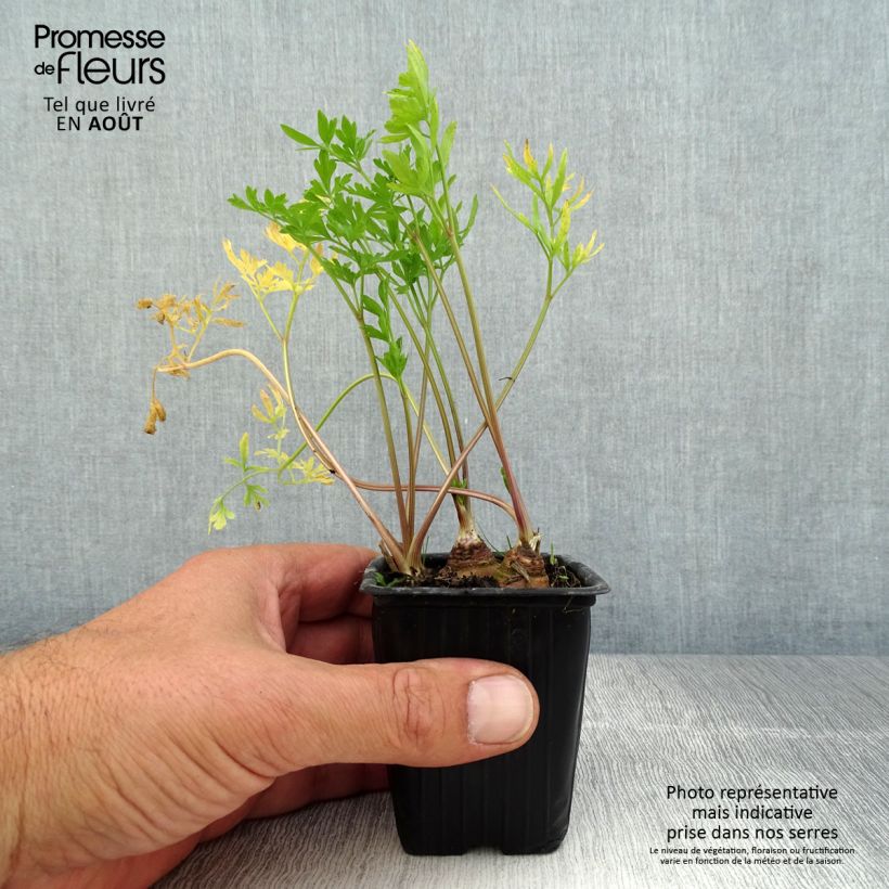 Esemplare di Prezzemolo tuberoso Bio (in vasetto) Vasetto da 7/8 cm consegnato in estate