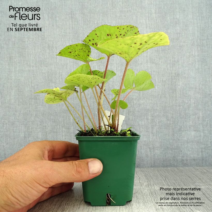 Esemplare di Petasites fragrans - Farfaraccio Vasetto da 8/9 cm consegnato in estate