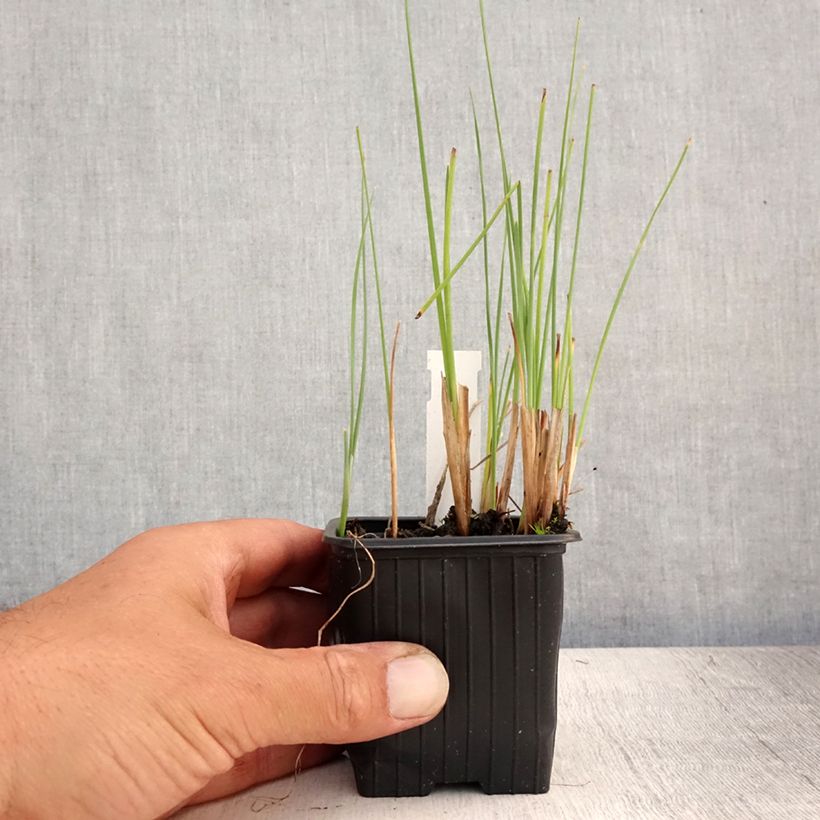 Esemplare di Typha minima - Lisca minore Vasetto da 8/9 cm consegnato in estate