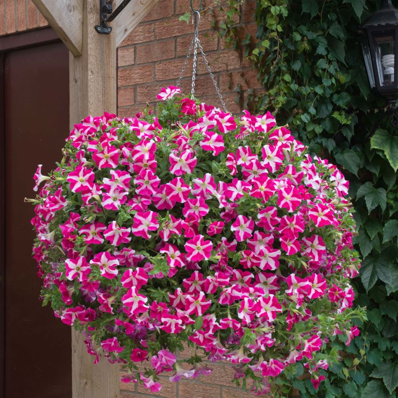 Petunia Designer Rose Star (Porto)