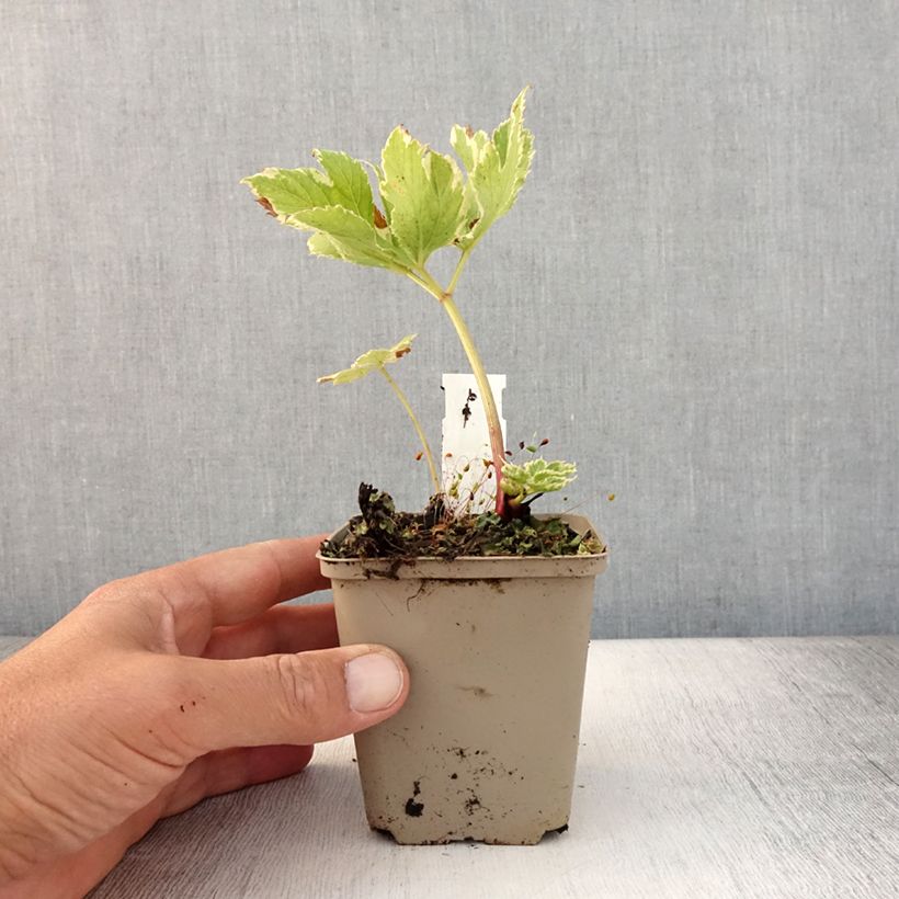 Esemplare di Peucedanum ostruthium Daphnis Vasetto da 8/9 cm consegnato in estate