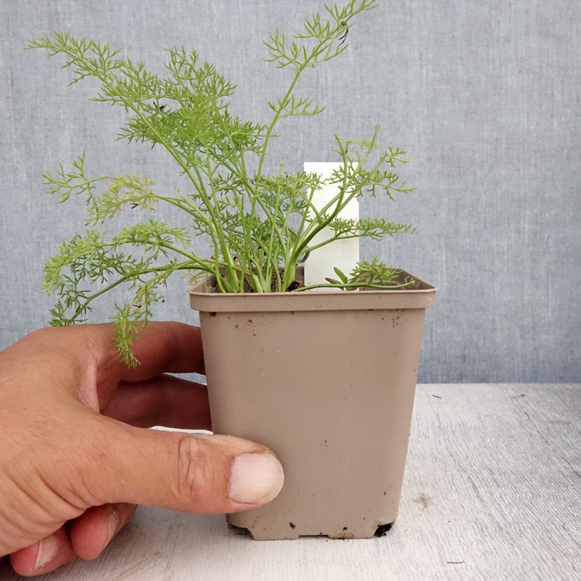 Esemplare di Peucedanum rablense - Imperatoria austriaca Vasetto da 8/9 cm consegnato in estate