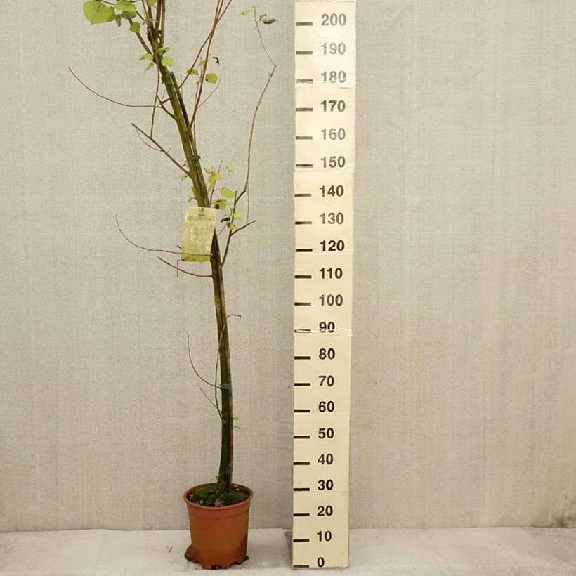 Esemplare di Populus euramericana Robusta Vaso da 7,5L/10L come consegnato in autunno