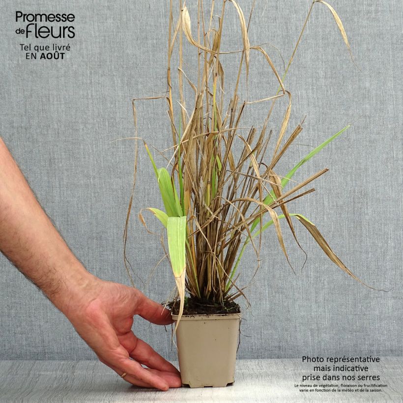 Esemplare di Phaenosperma globosa Vasetto da 8/9 cm consegnato in estate