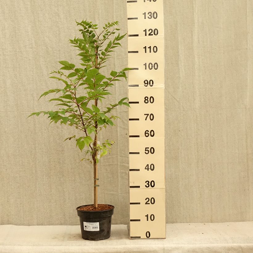 Esemplare di Phellodendron amurense - Sughero Amur Vaso da 4L/5LAltezza consegnata circa 150/180cm consegnato in estate