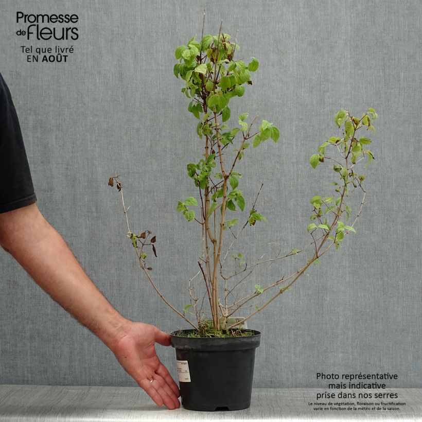 Esemplare di Philadelphus persica Bouquet Blanc - Filadelfo Vaso da 2L/3L consegnato in estate