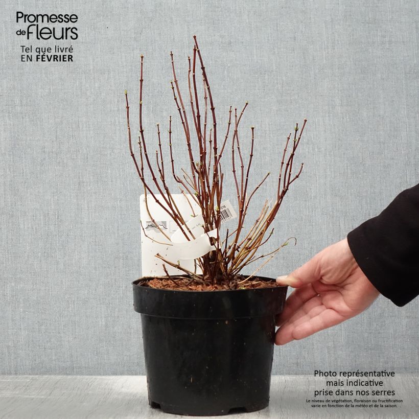 Philadelphus coronarius - Fior d'angiolo Vaso da 2L/3L esemplare consegnato in inverno