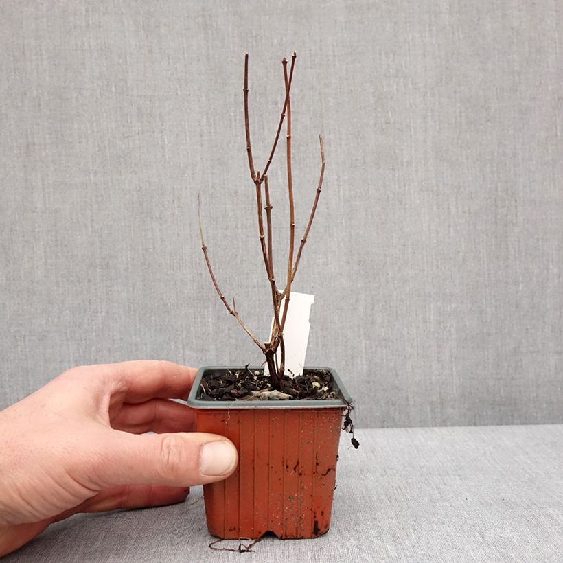 Philadelphus Dame Blanche - Filadelfo Vasetto da 8/9 cm esemplare consegnato in inverno