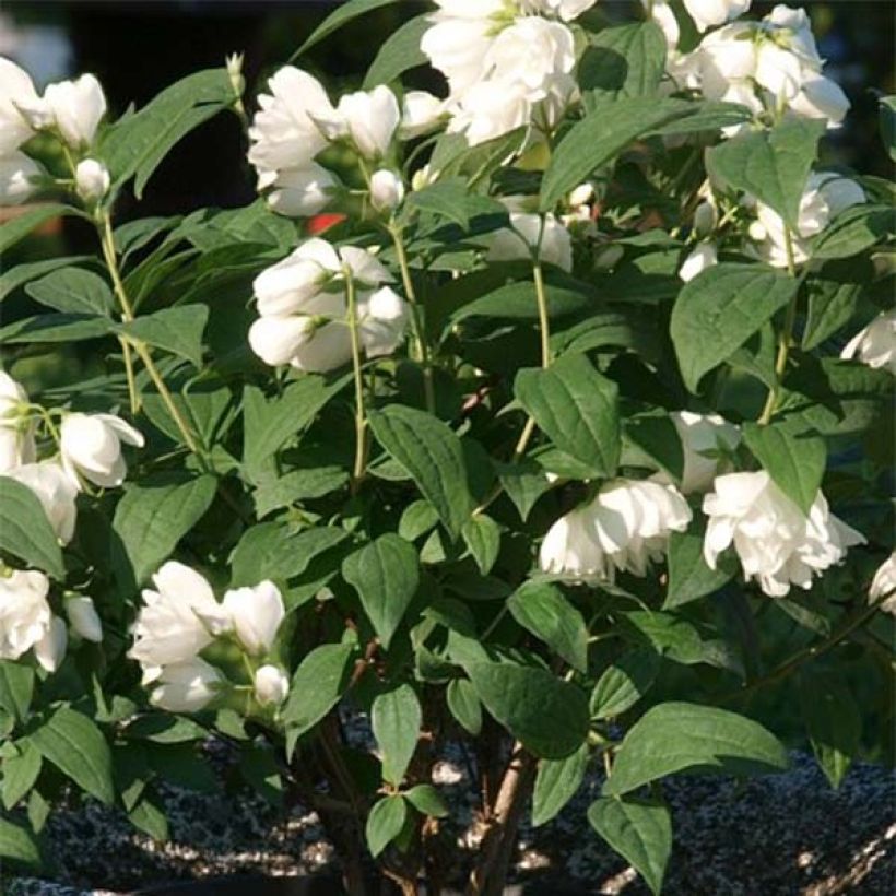 Philadelphus Little White Love - Filadelfo (Fogliame)