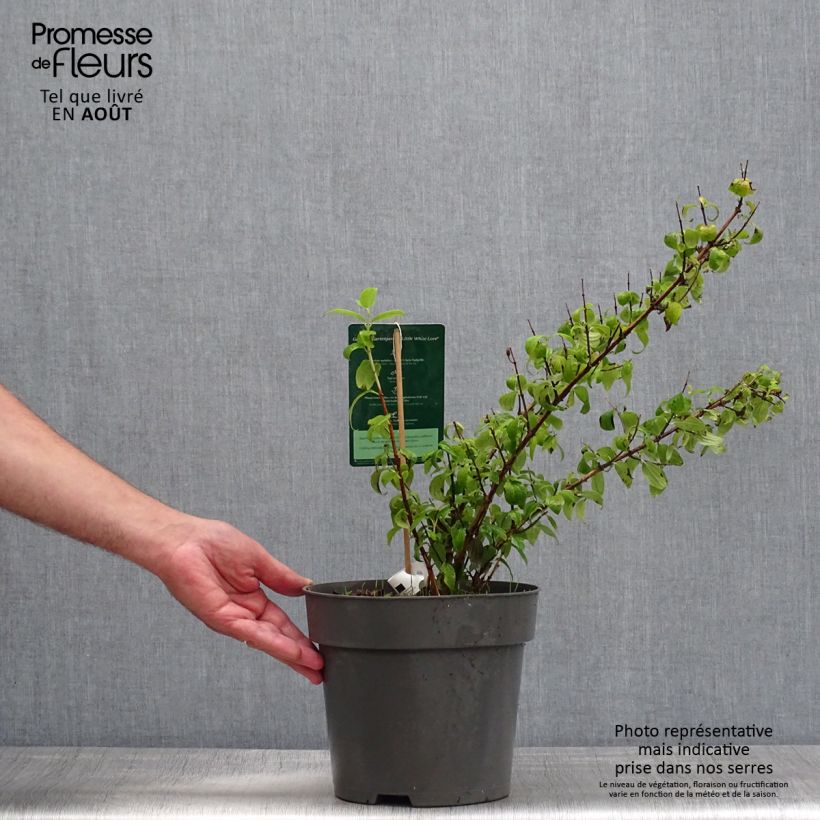 Esemplare di Philadelphus Little White Love - Filadelfo Vaso da 2L/3L consegnato in estate