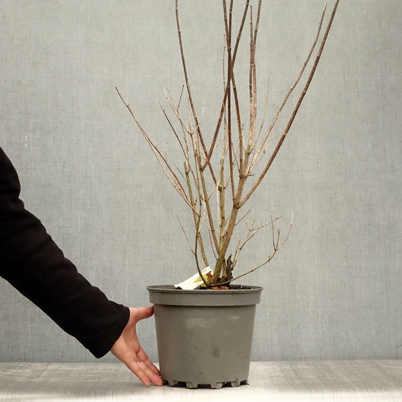 Esemplare di Philadelphus virginalis Minnesota Snowflake - Filadelfo Vaso da 7,5L/10L come consegnato in autunno