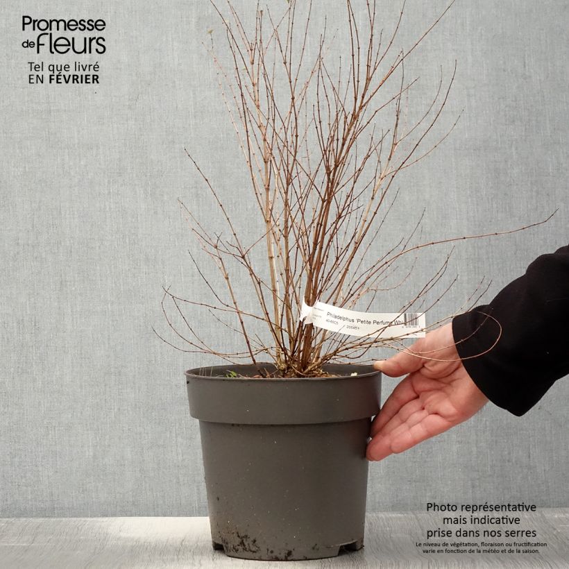 Philadelphus Petite Perfume White - Filadelfo Vaso da 3L/4L esemplare consegnato in inverno