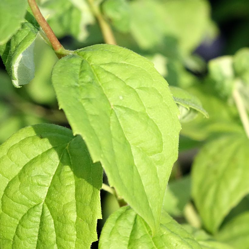 Philadelphus Virginal - Filadelfo (Fogliame)