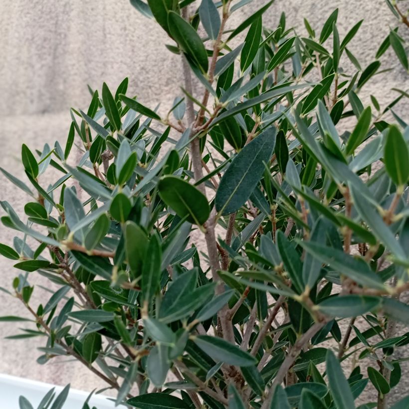 Phillyrea angustifolia GreenQuick - Ilatro sottile (Fogliame)