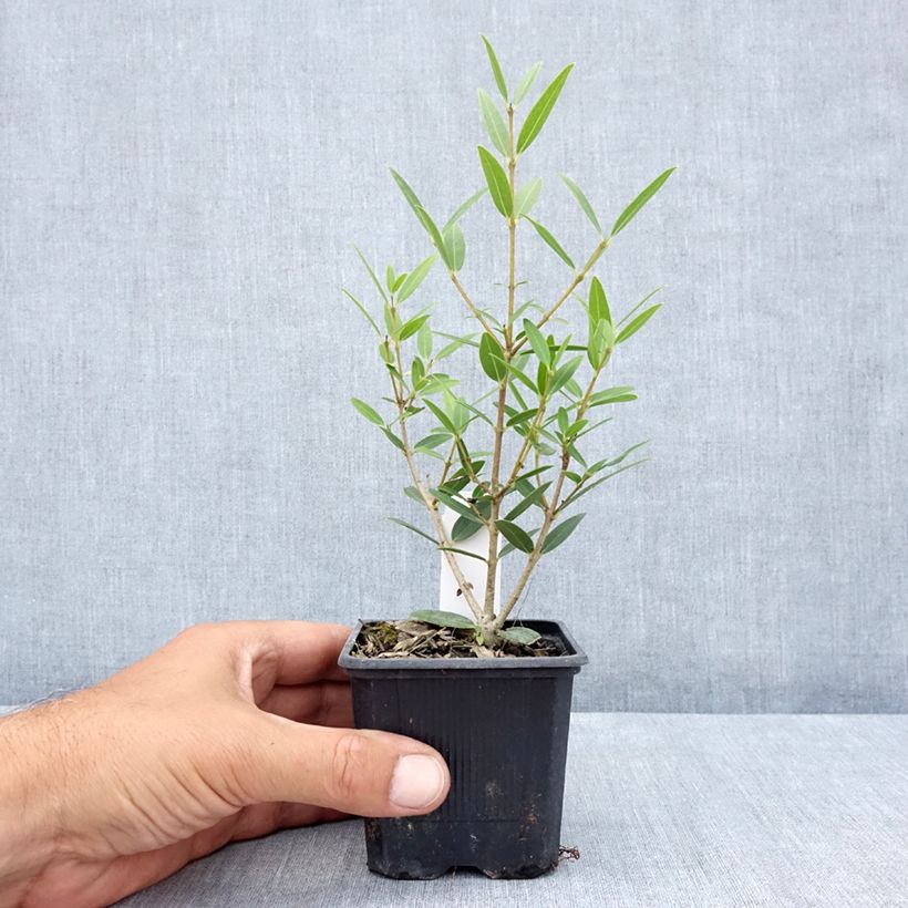 Esemplare di Phillyrea angustifolia Green Up - Ilatro sottile Vasetto da 8/9 cm consegnato in estate