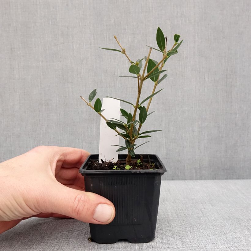 Phillyrea angustifolia GreenQuick - Ilatro sottile Vasetto da 8/9 cm esemplare consegnato in inverno