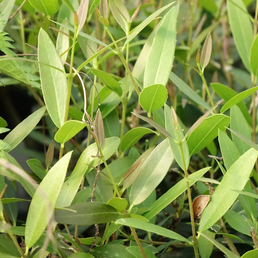 Phillyrea Rosmarinifolia - Ilatro sottile (Fogliame)