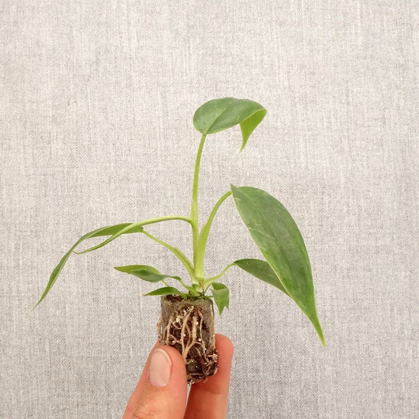Philodendron 69686 - Mini-motte Ø 3/4 cm esemplare consegnato in primavera
