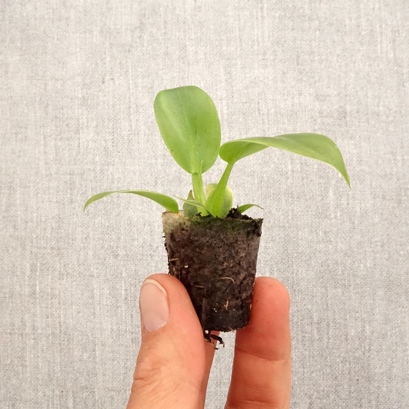 Philodendron applanatum - Mini-motte Ø 3/4 cm esemplare consegnato in primavera