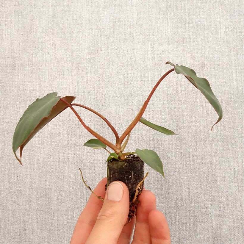 Philodendron billietiae x atabapoense - Mini-motte Ø 3/4 cm esemplare consegnato in primavera