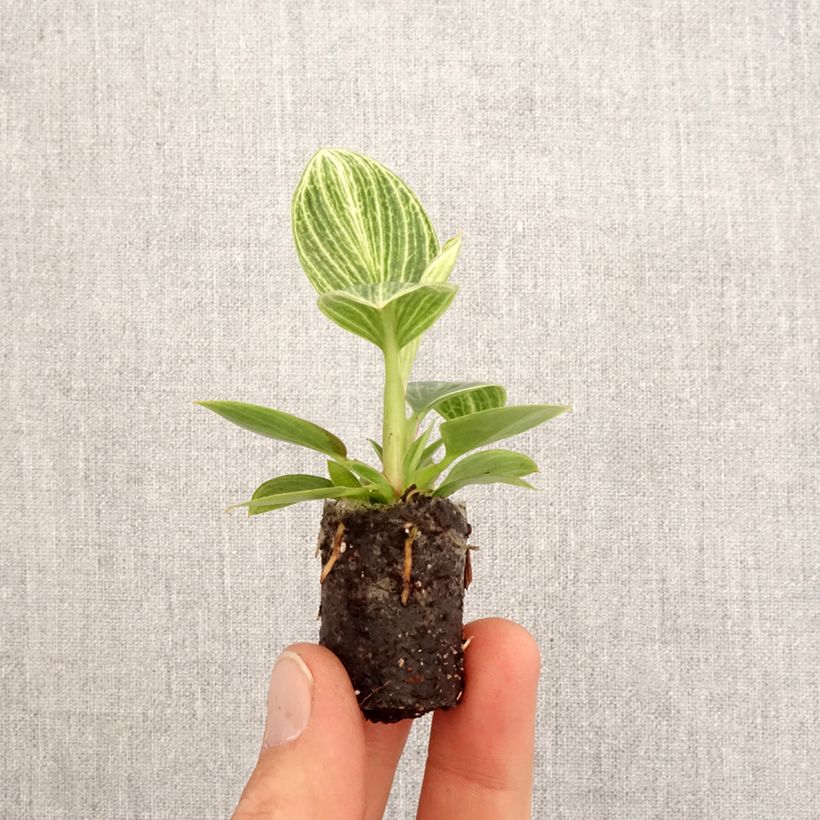 Filodendro - Philodendron Birkin Ribbon Mini-plante esemplare consegnato in primavera