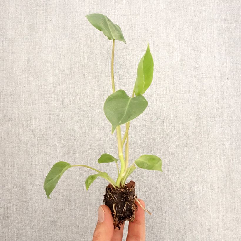 Philodendron burle-marxii - Mini-motte Ø 3/4 cm esemplare consegnato in primavera