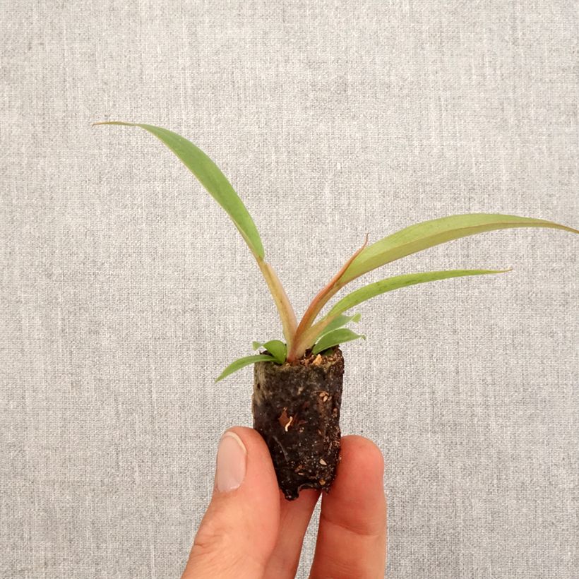 Philodendron Caramel Pluto - Mini-motte Ø 3/4 cm esemplare consegnato in primavera