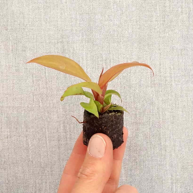 Philodendron Cherry Red - Mini-motte Ø 3/4 cm esemplare consegnato in primavera