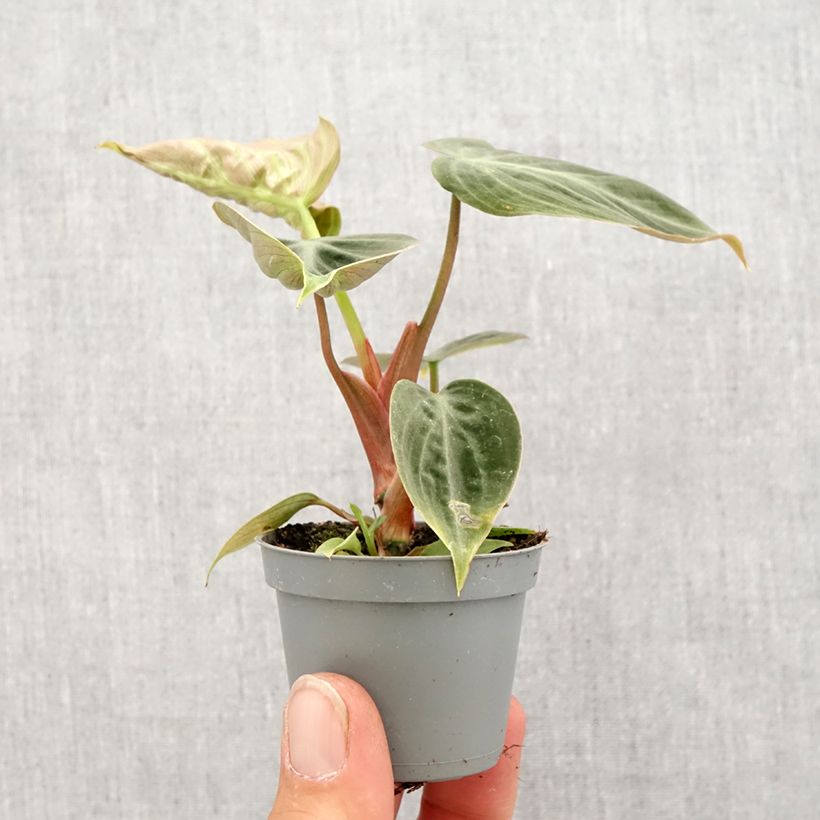 Filodendro - Philodendron El Choco Red Mini-plante esemplare consegnato in primavera