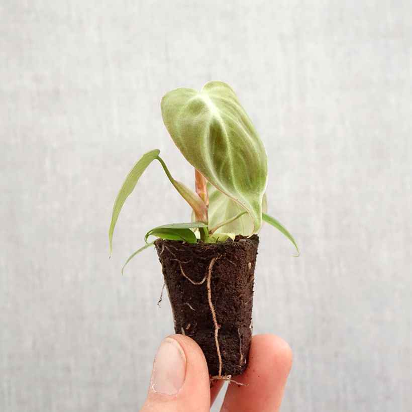 Philodendron El Choco Red - Motte 5 cm x 7 cm esemplare consegnato in primavera