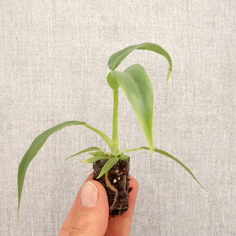 Philodendron elegans - Mini-motte Ø 3/4 cm esemplare consegnato in primavera