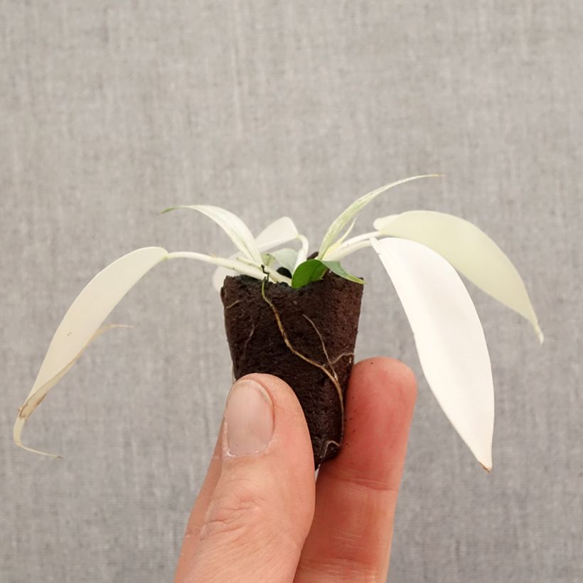 Philodendron Florida Ghost - Mini-motte Ø 3/4 cm esemplare consegnato in primavera