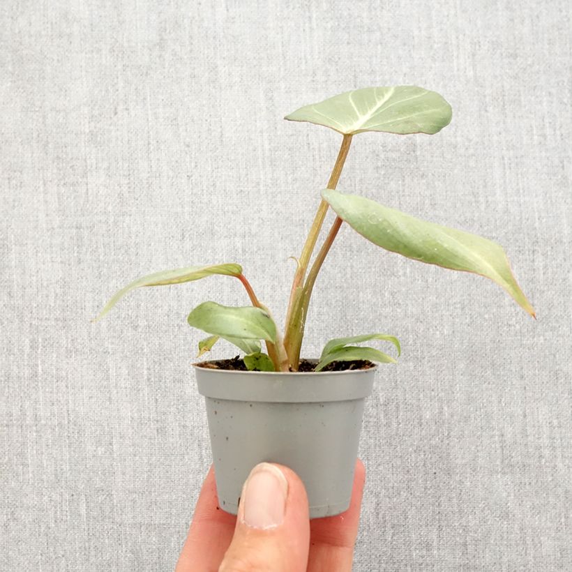 Filodendro - Philodendron gloriosum Mini-plante esemplare consegnato in primavera