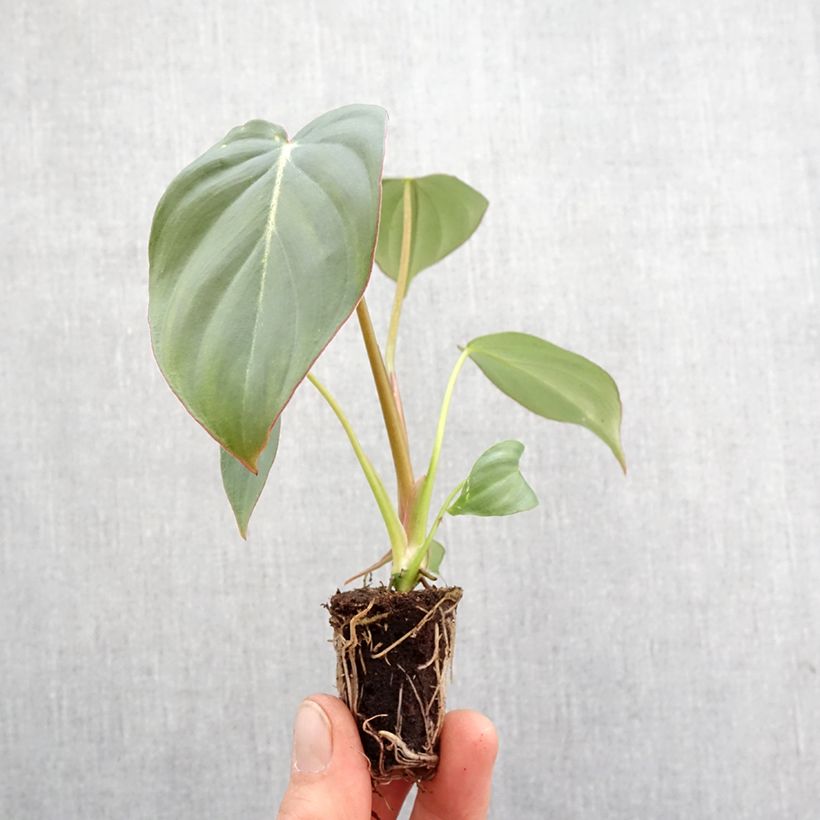 Philodendron gloriosum - Mini-motte Ø 3/4 cm esemplare consegnato in primavera