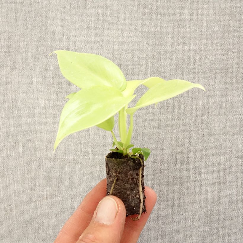 Filodendro - Philodendron Golden Violin Mini-plante esemplare consegnato in primavera