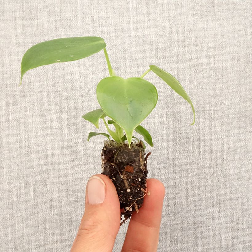 Philodendron grazielae - Mini-motte Ø 3/4 cm esemplare consegnato in primavera