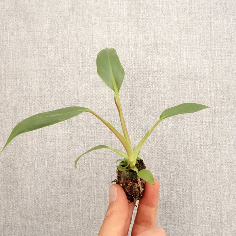 Philodendron holtonianum Trilobe Mini-motte Ø 3/4 cm esemplare consegnato in primavera
