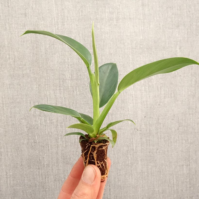 Philodendron Imperial Green - Mini-motte Ø 3/4 cm esemplare consegnato in primavera