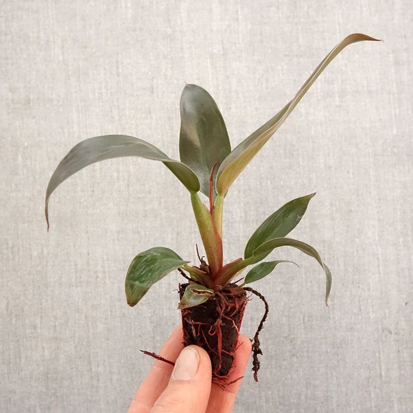 Philodendron Imperial Red - Mini-motte Ø 3/4 cm esemplare consegnato in primavera