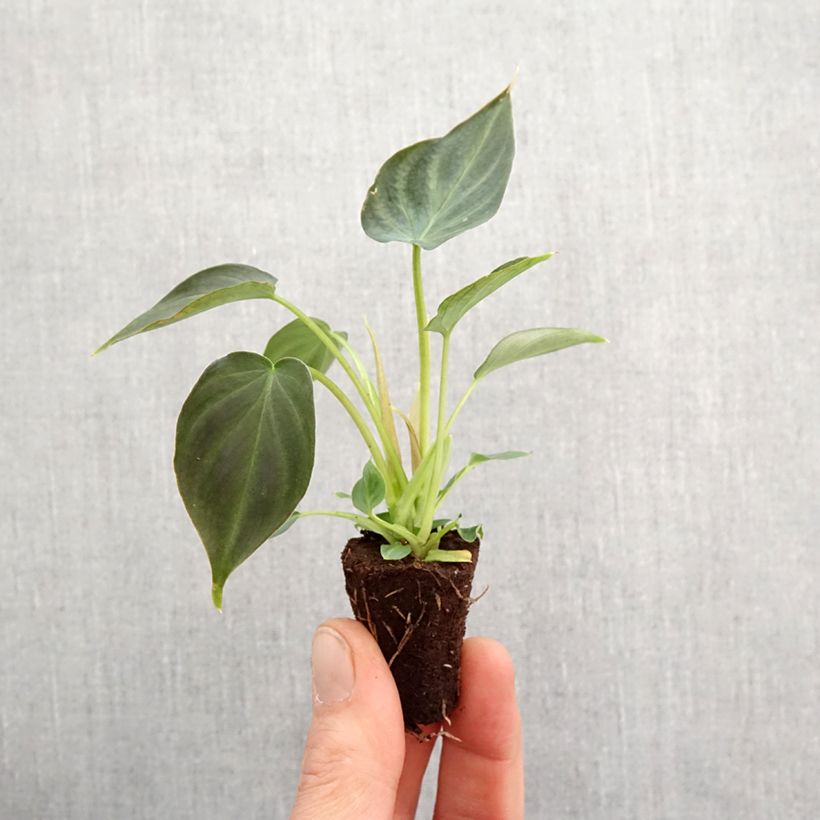 Philodendron Incensi - Mini-motte Ø 3/4 cm esemplare consegnato in primavera