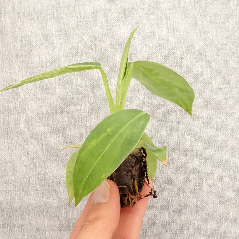 Philodendron Jose Buono - Mini-motte Ø 3/4 cm esemplare consegnato in primavera