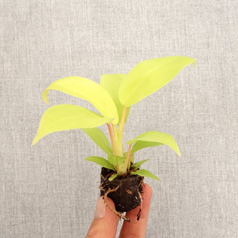 Philodendron Malay Gold - Mini-motte Ø 3/4 cm esemplare consegnato in primavera