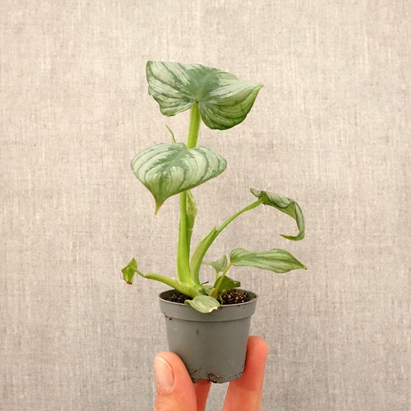Filodendro - Philodendron McDowell Mini-plante esemplare consegnato in primavera