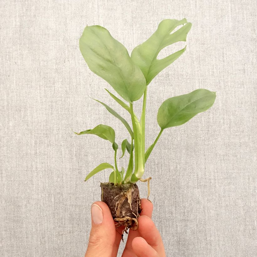 Philodendron Minima - Monstera minima Mini-motte Ø 3/4 cm esemplare consegnato in primavera