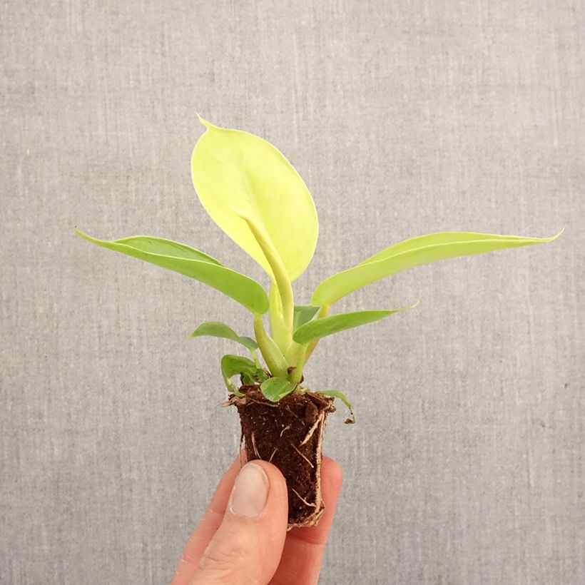 Philodendron Moonlight - Mini-motte Ø 3/4 cm esemplare consegnato in primavera