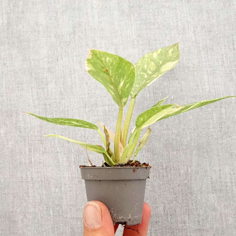 Filodendro - Philodendron Narrow Ring of Fire Mini-plante esemplare consegnato in primavera