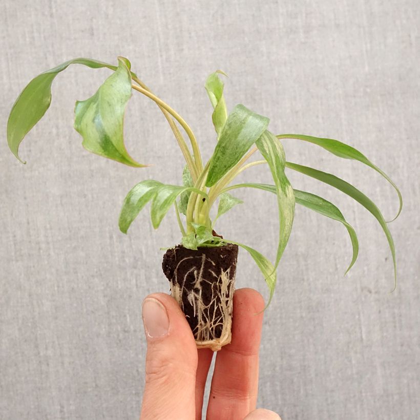 Philodendron Paraiso Verde - Mini-motte Ø 3/4 cm esemplare consegnato in primavera