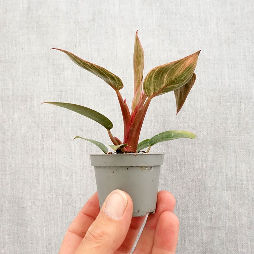 Filodendro - Philodendron Pink Bikini Mini-plante esemplare consegnato in primavera