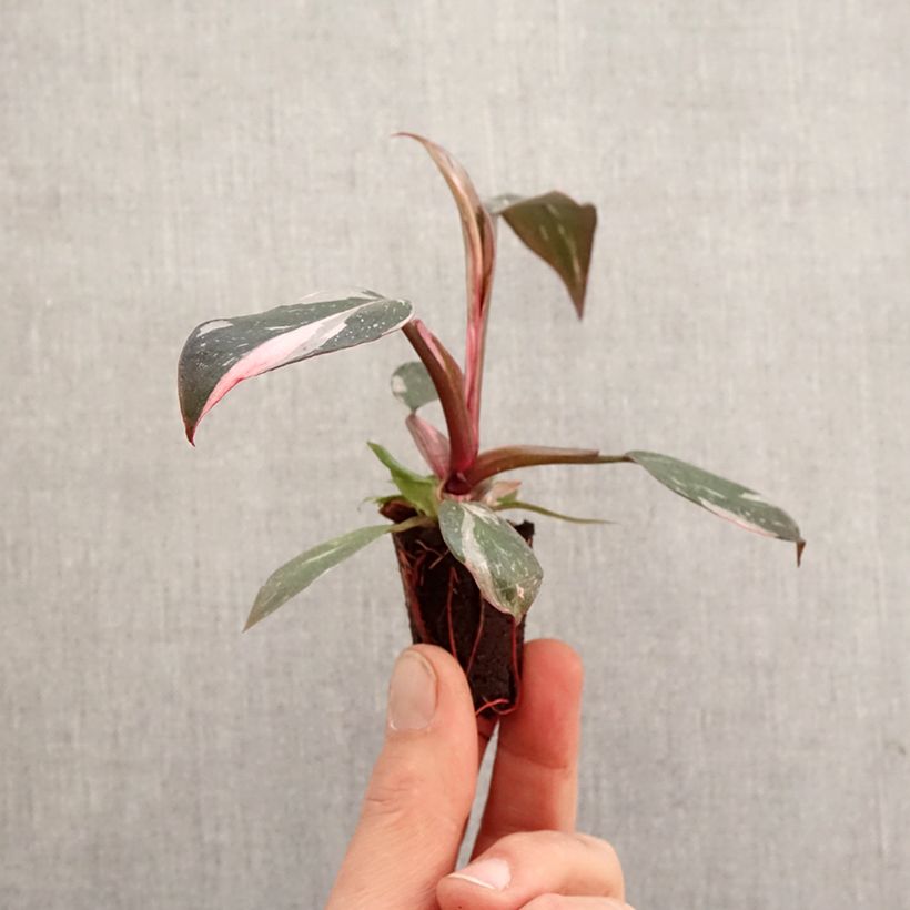 Philodendron Pink Princess - Mini-motte Ø 3/4 cm esemplare consegnato in primavera